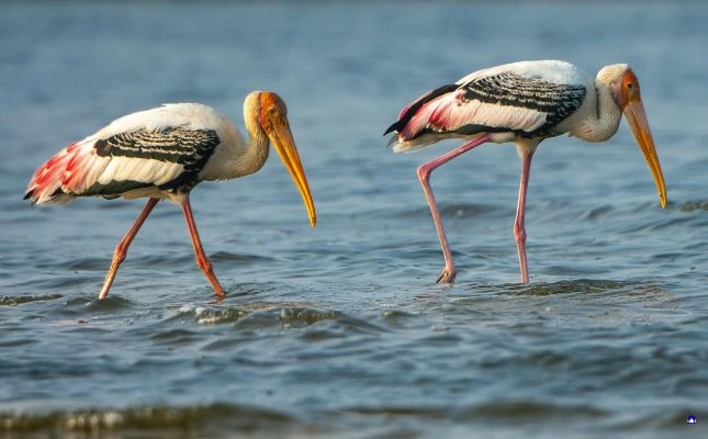 /bharatpur national park weekend 2 days tour package from jaipur