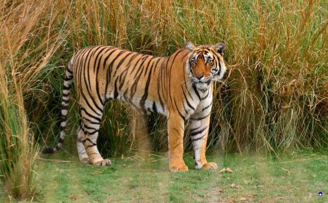 golden triangle tour with ranthambore